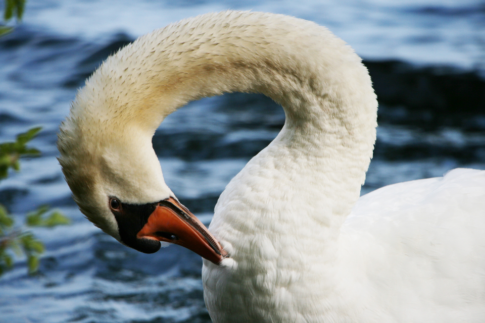 Swan Close Up