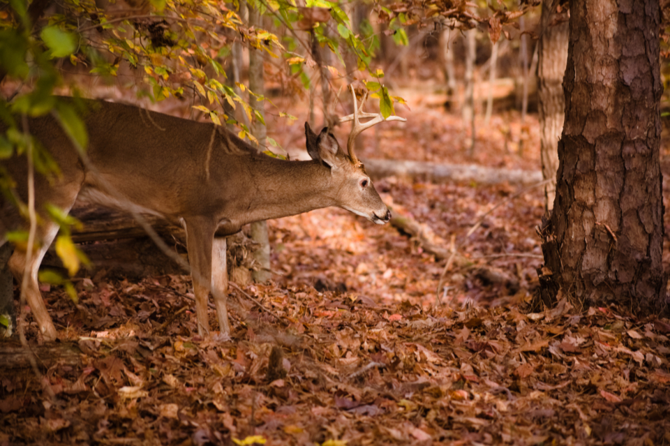 Deer Animal