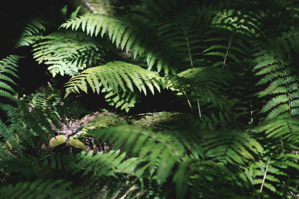 Ferns Sunlight