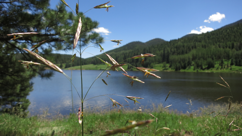 Nature Landscape