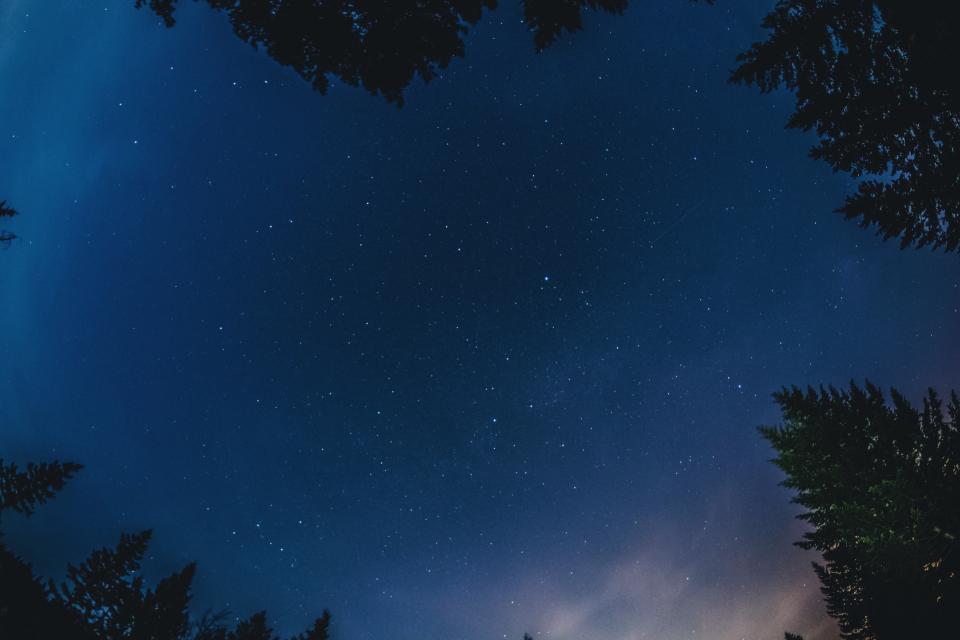 Trees Nature