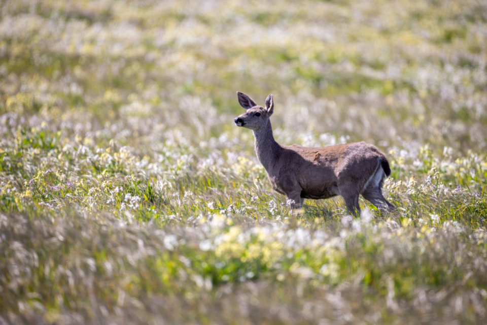Deer Animal