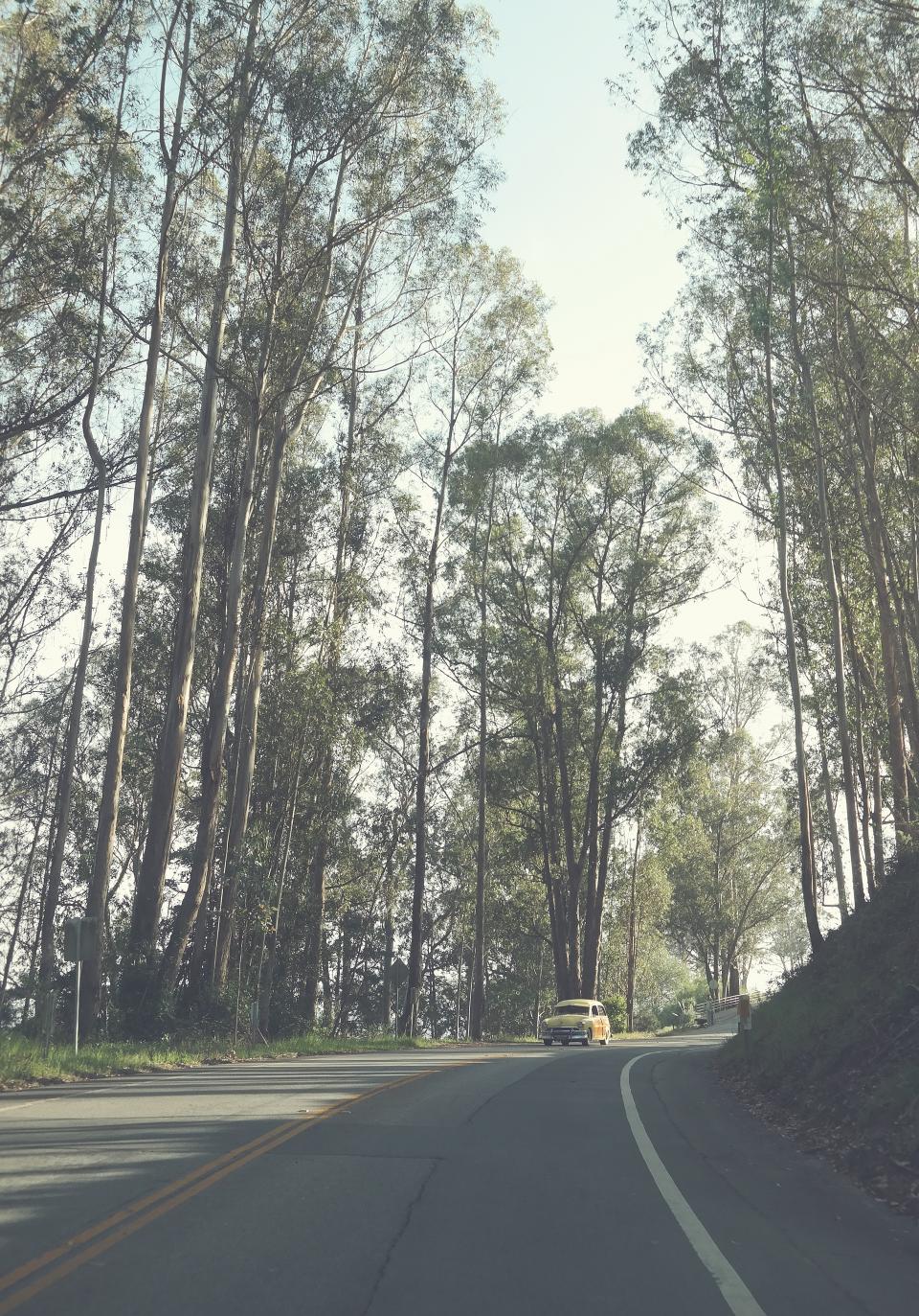 Trees Plants