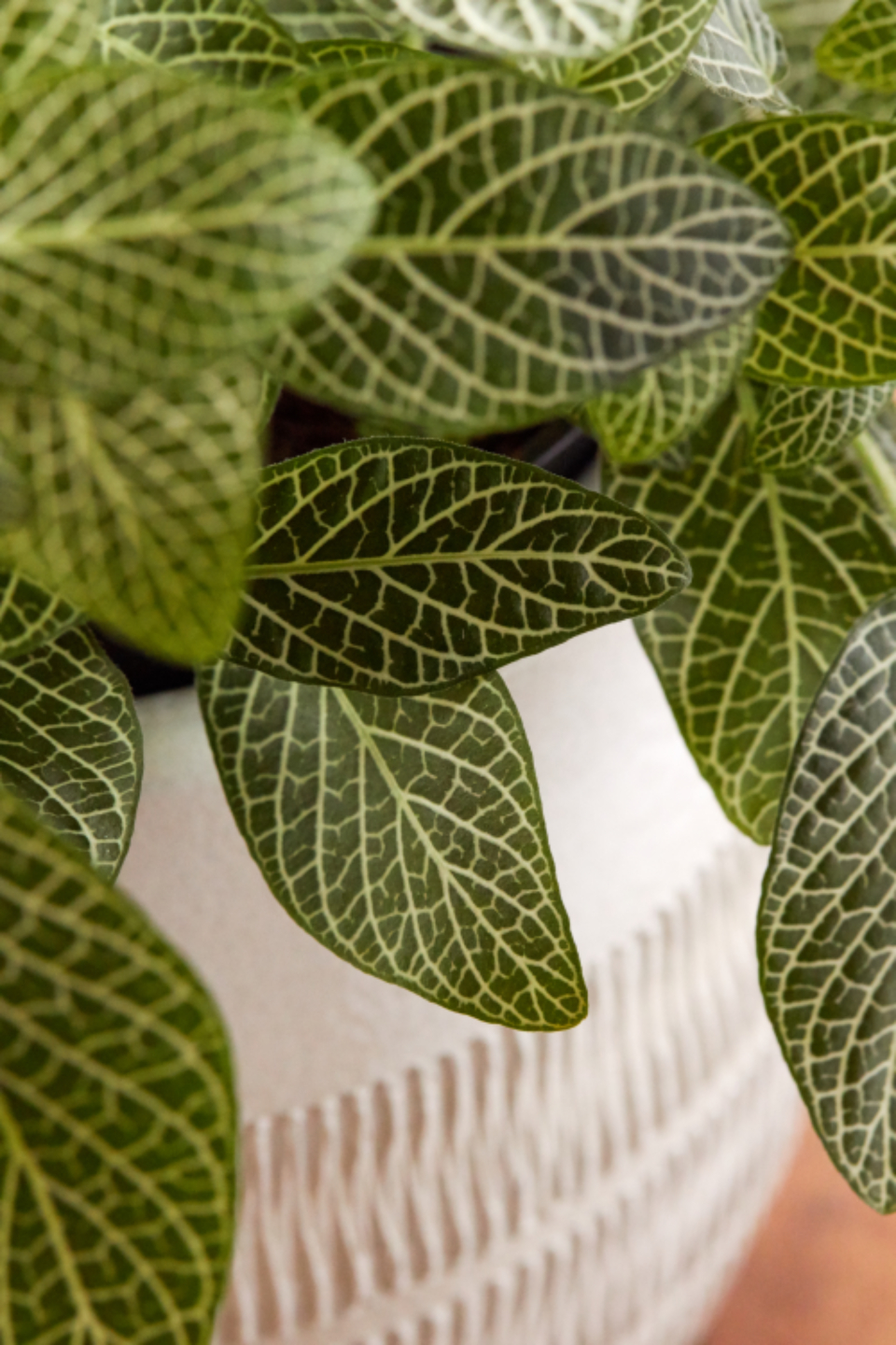 House Plant