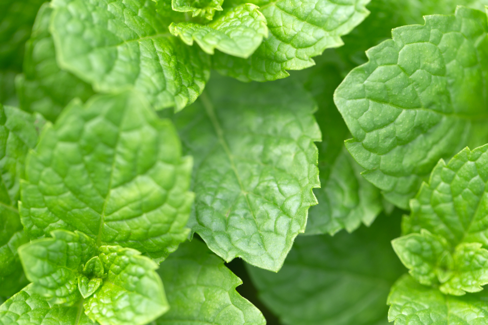 Macro Plant
