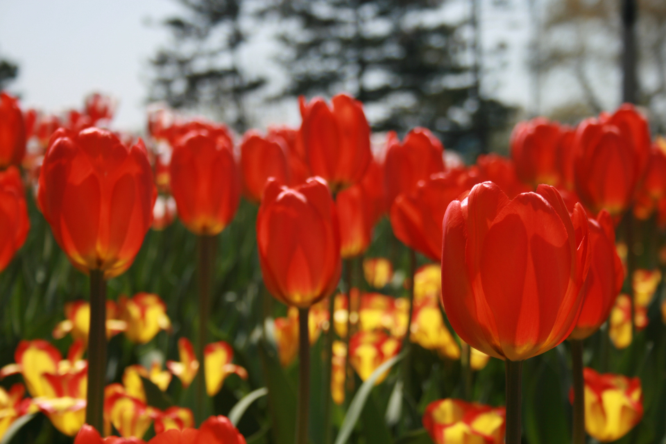 Tulip Flower