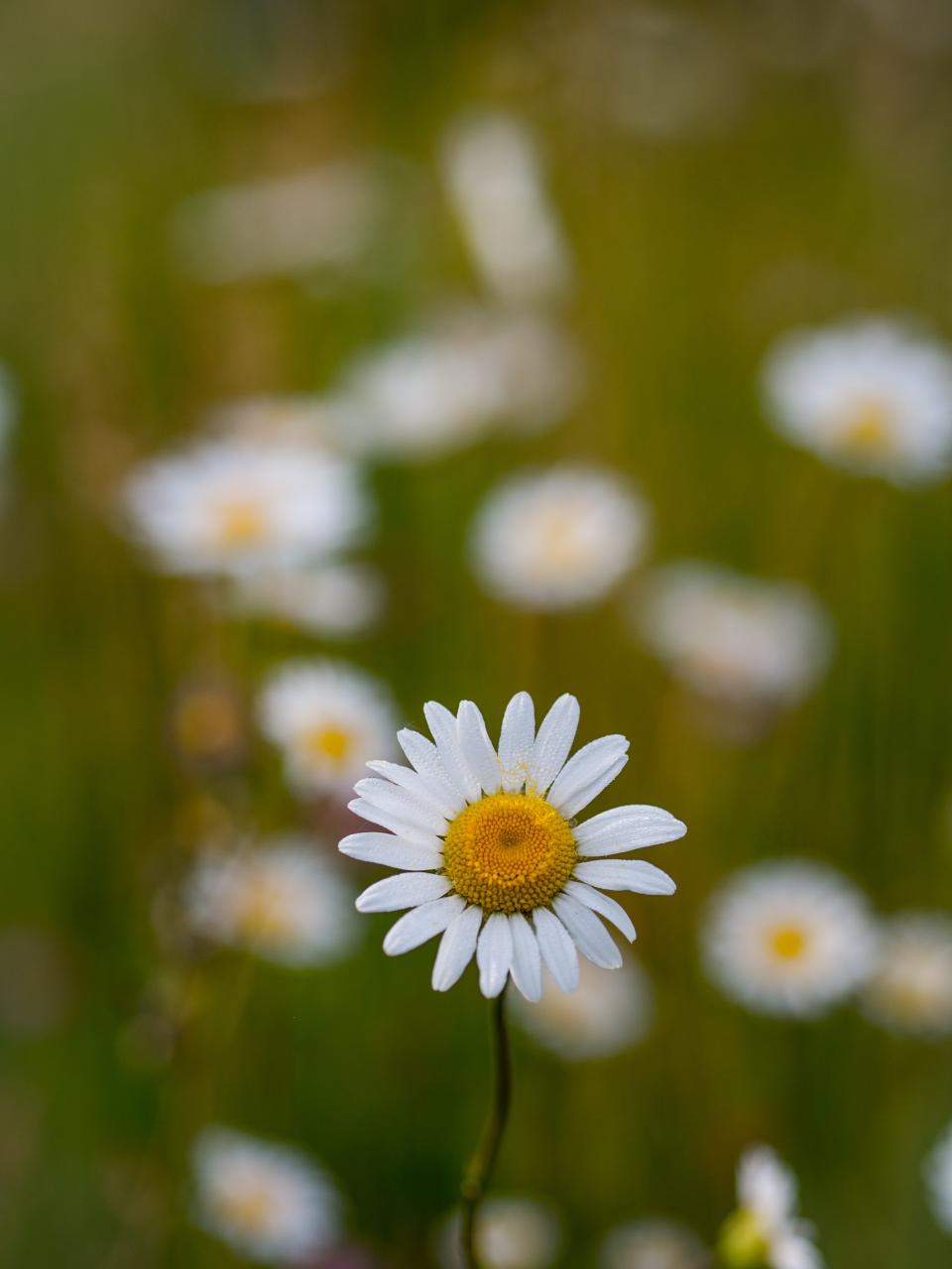 Flowers Nature
