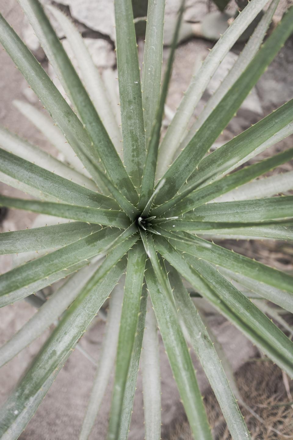 Green Leaf