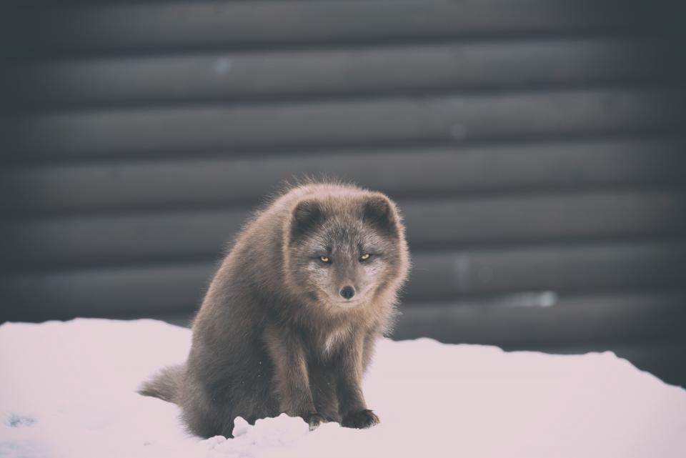 Snow Winter