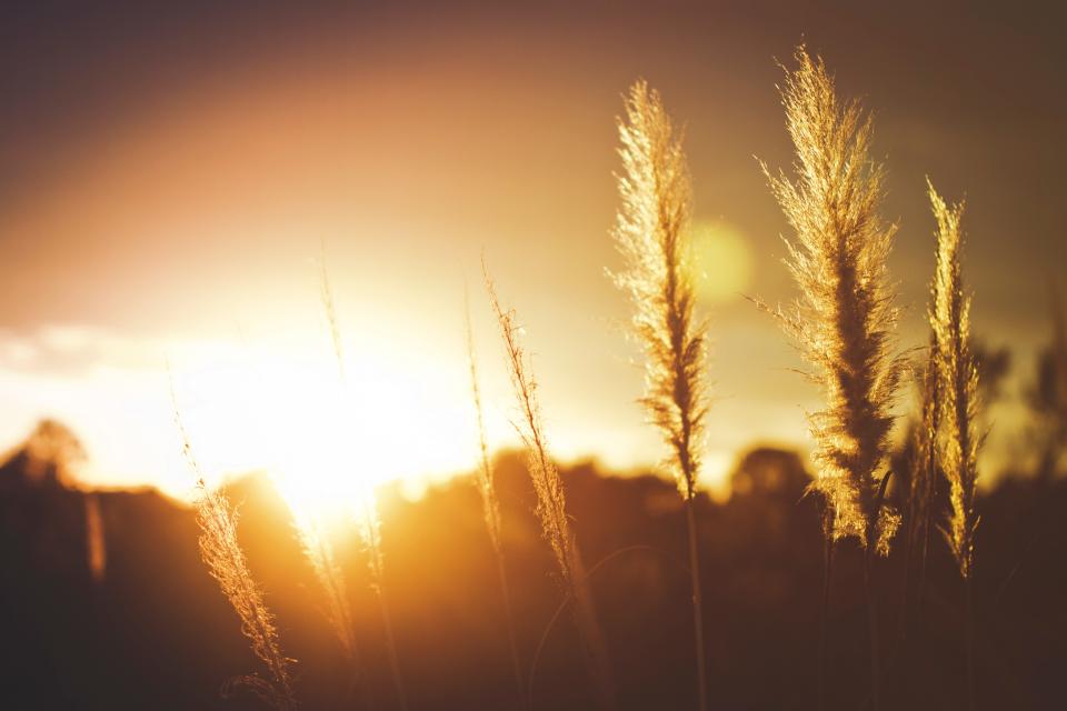 Crops Field