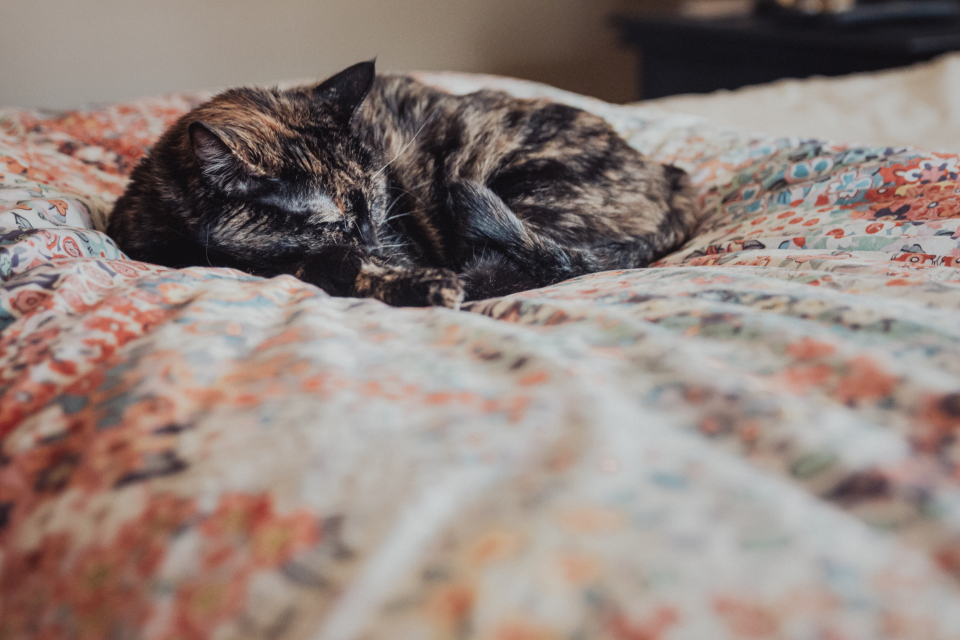 Sleeping Cat