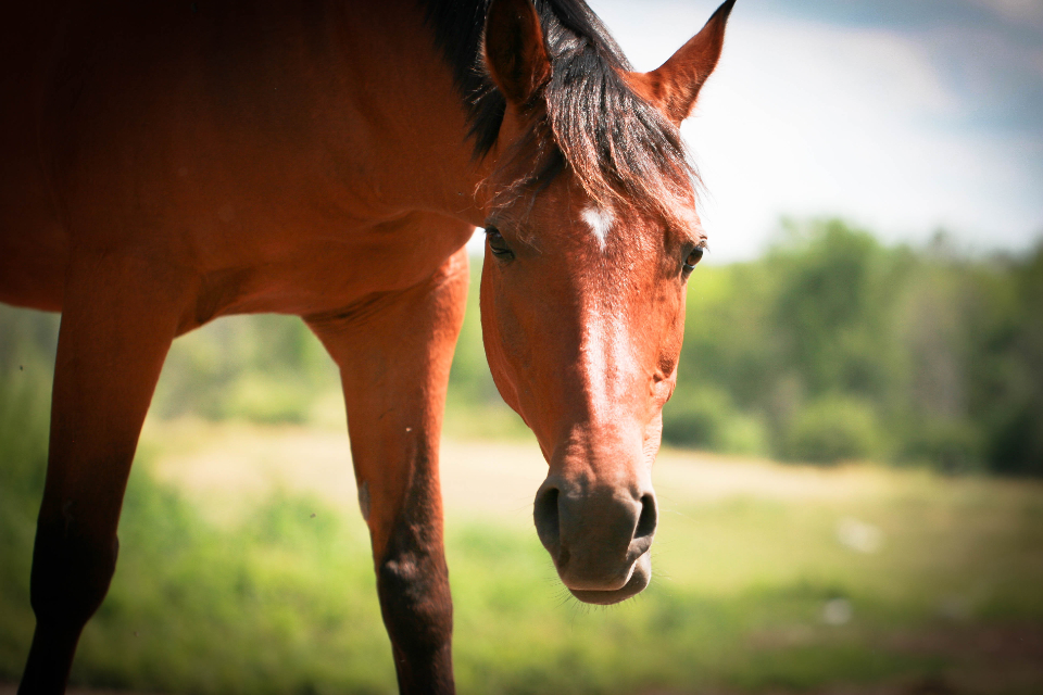 Horse Equine