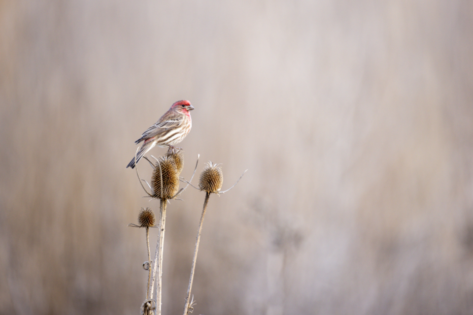 Bird Perched
