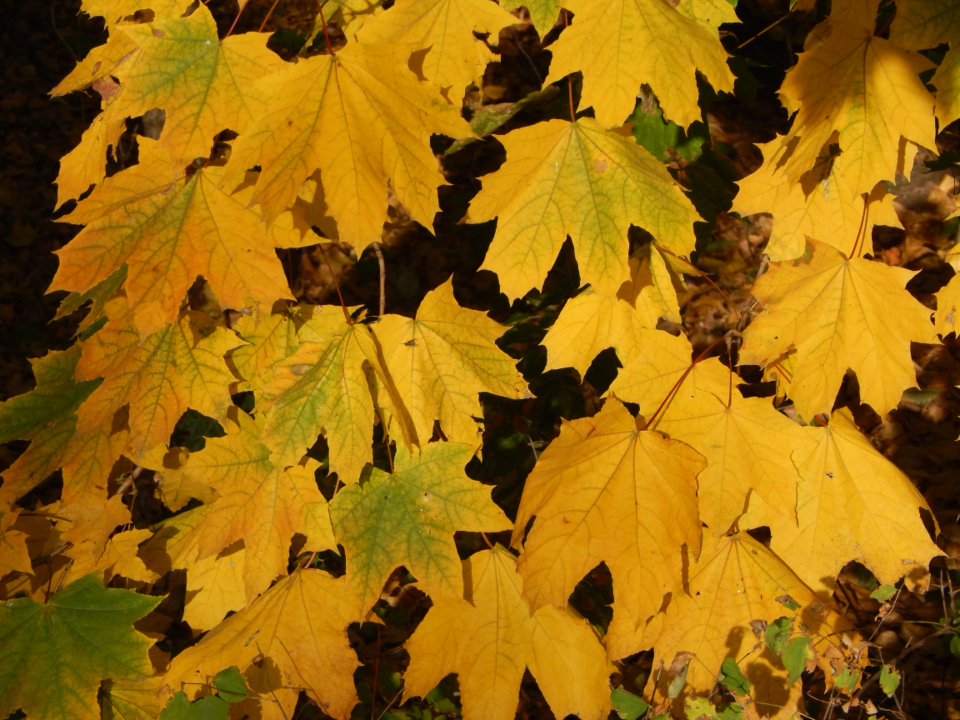 Autumn City