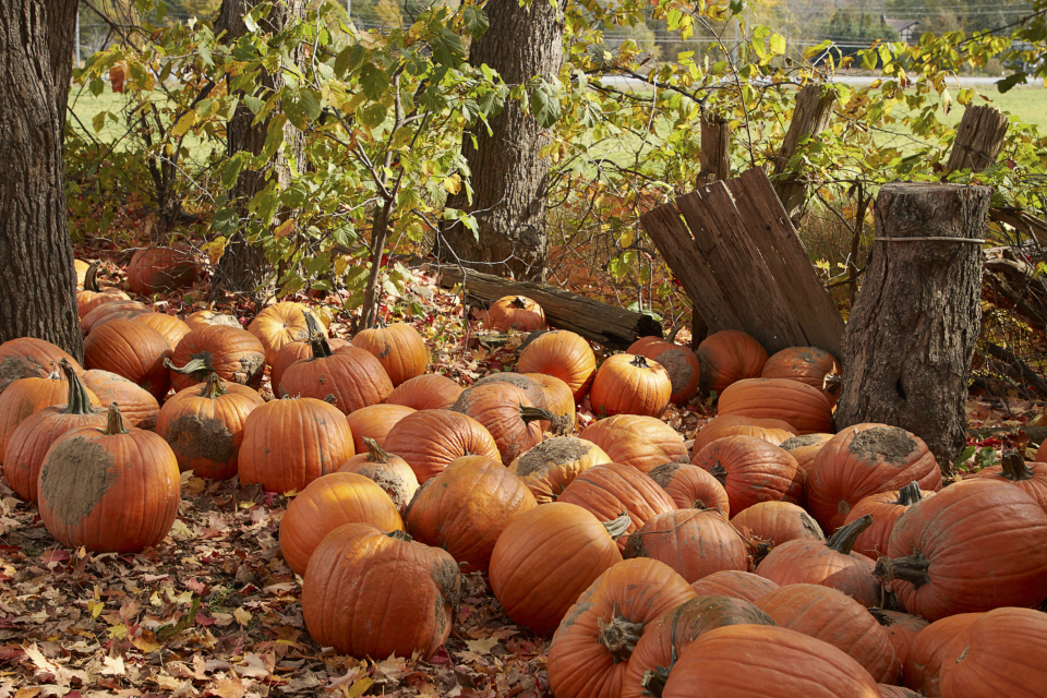Fall Pumpkins