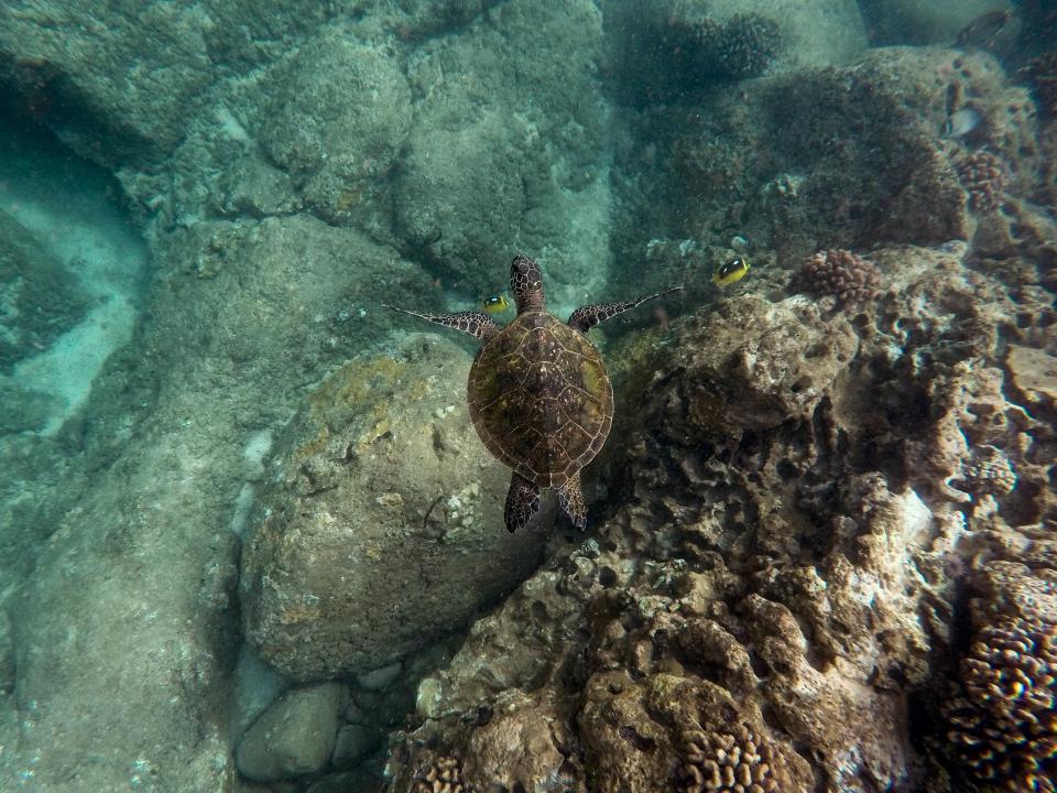 Nature Sea