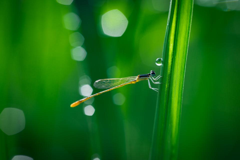 Dragonfly Wings