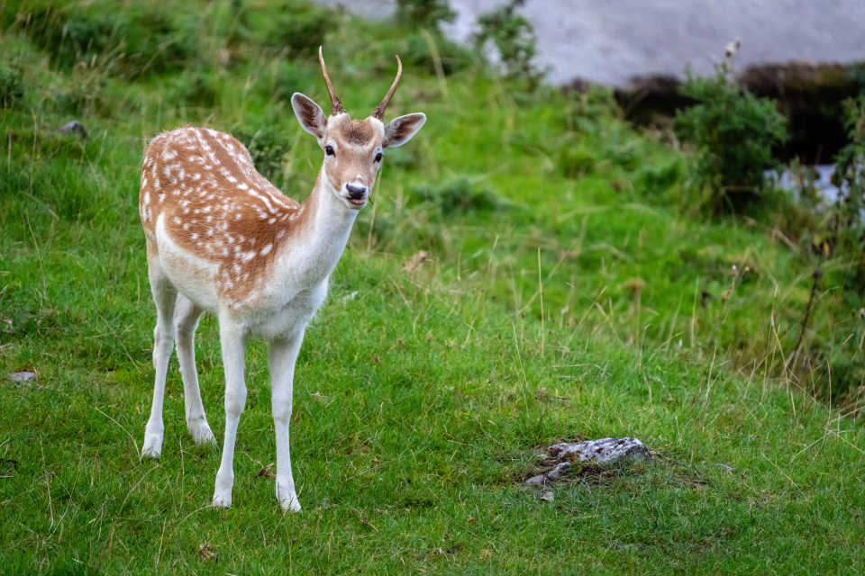 Nature Animal