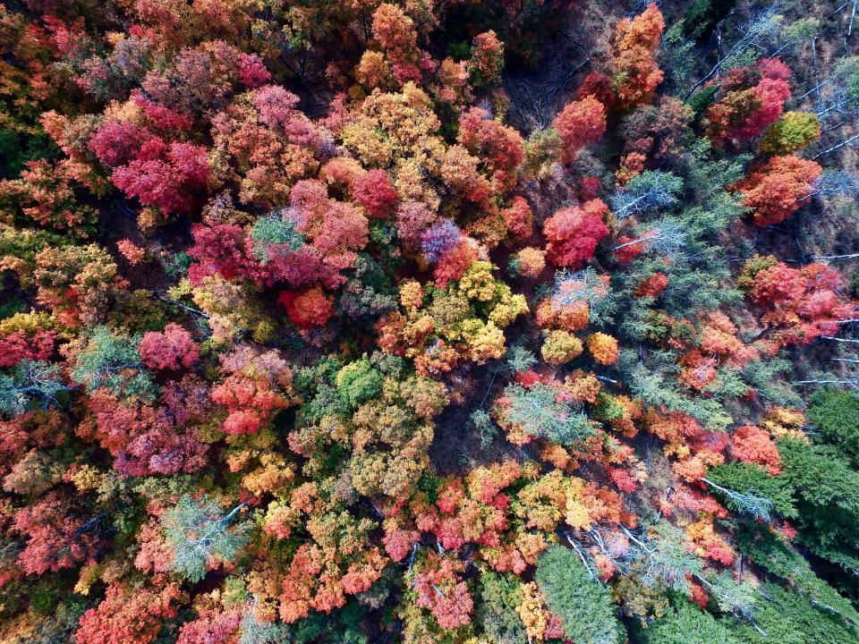 Aerial Trees
