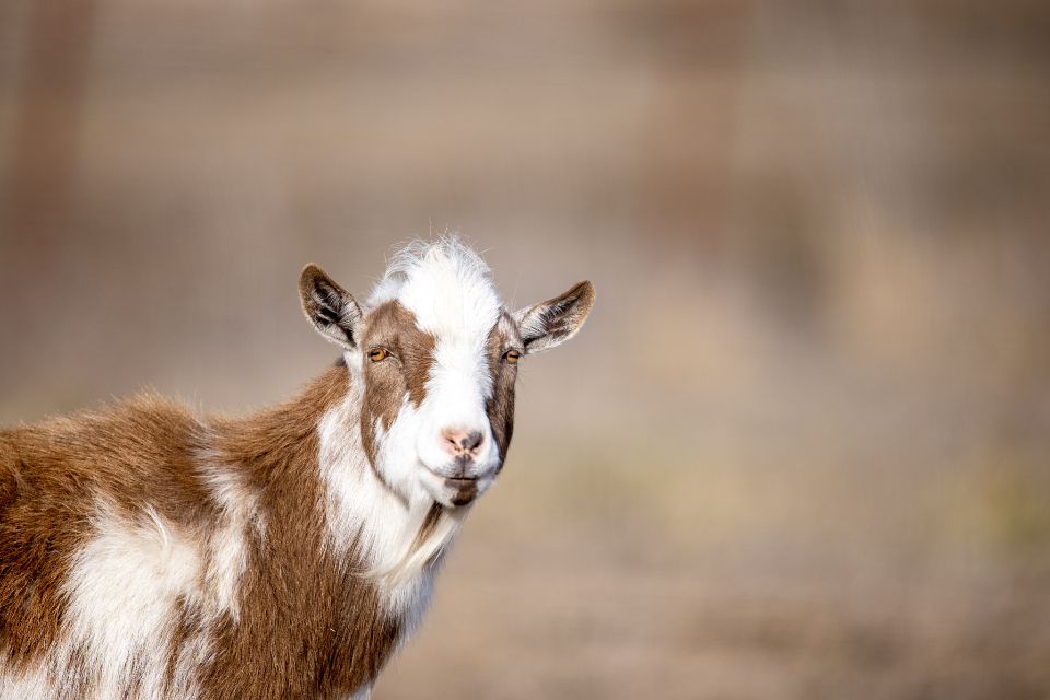 Animal Goat