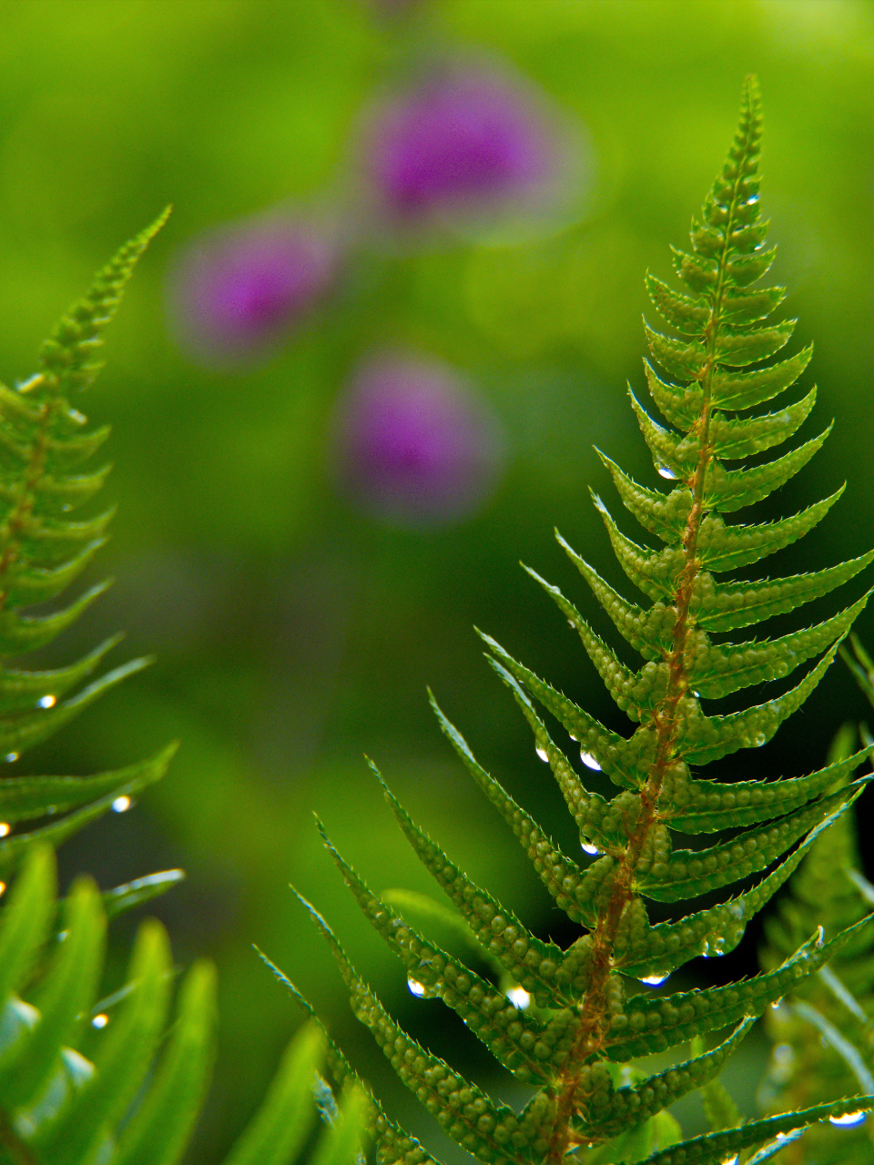 Fern Green