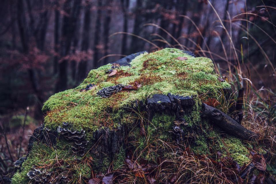 Nature Landscape