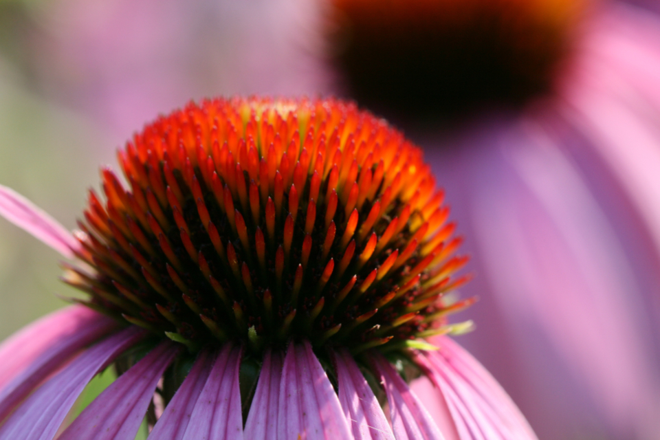 Flower Blossoms