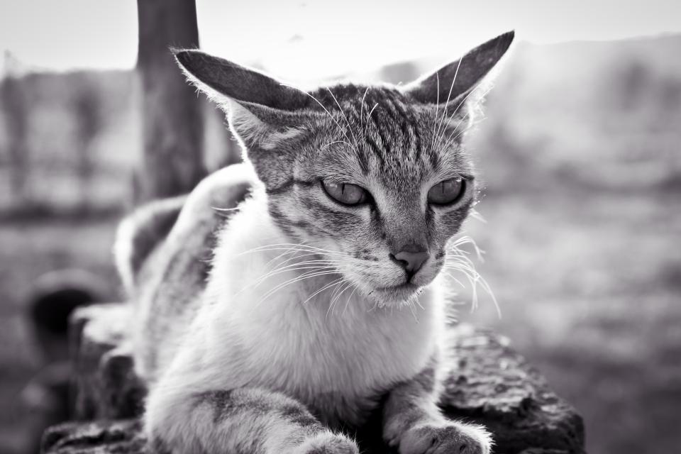 Black And White Cat