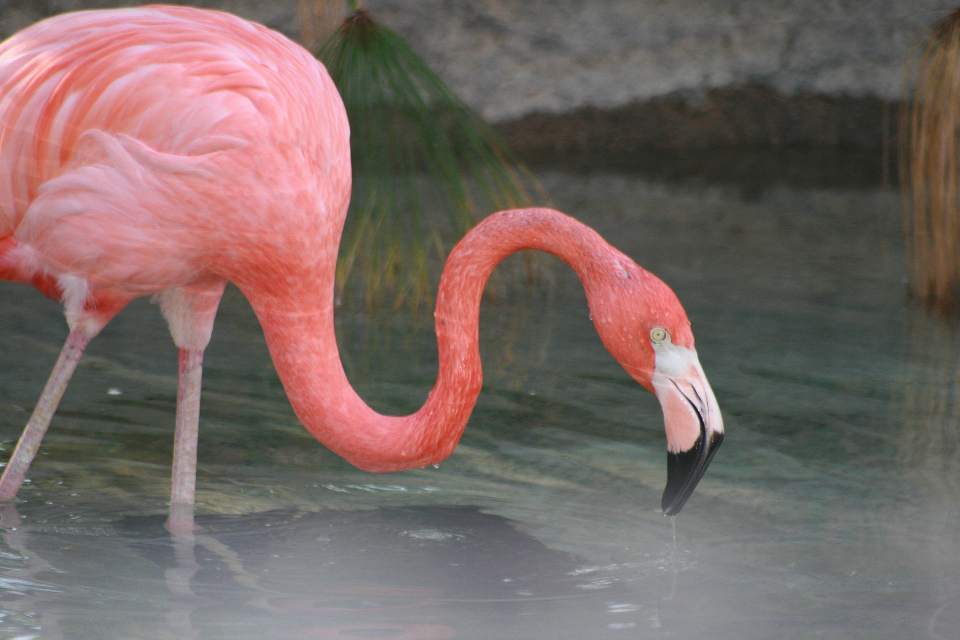 Flamingo Bird