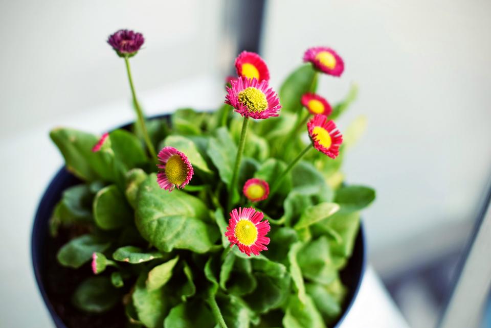 Flower Pink