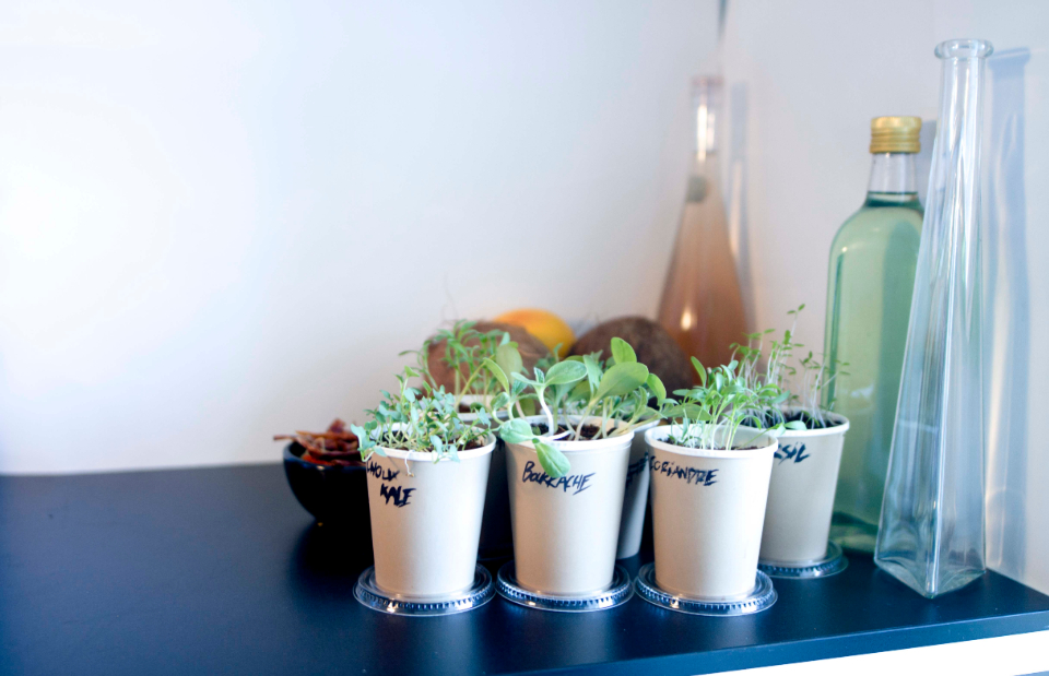 Herbs Pot
