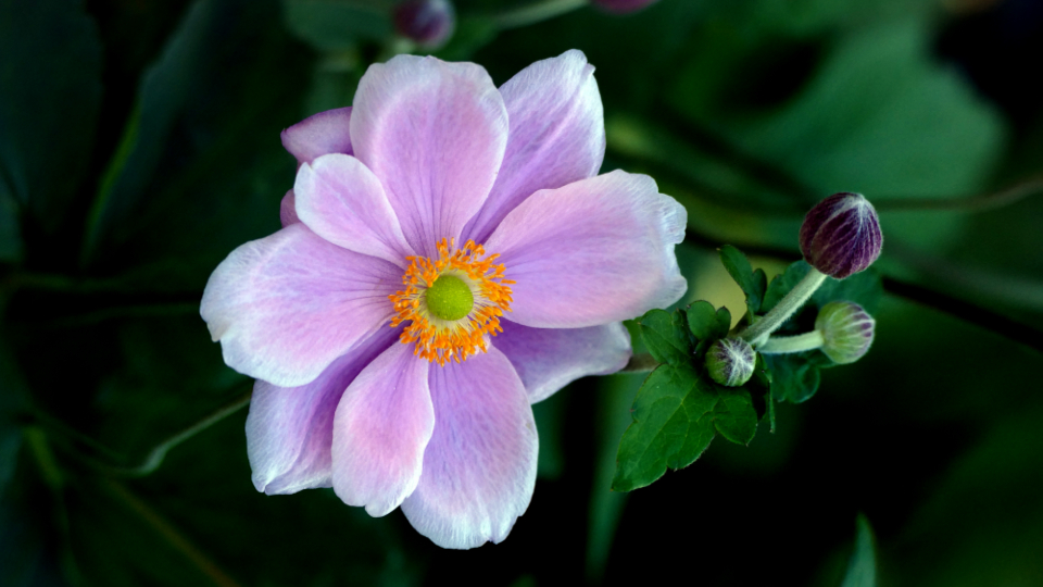 Purple Flower
