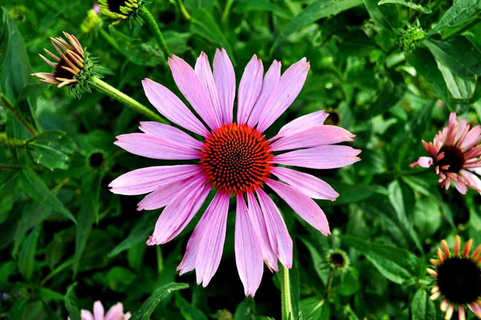 Echinacea Flower