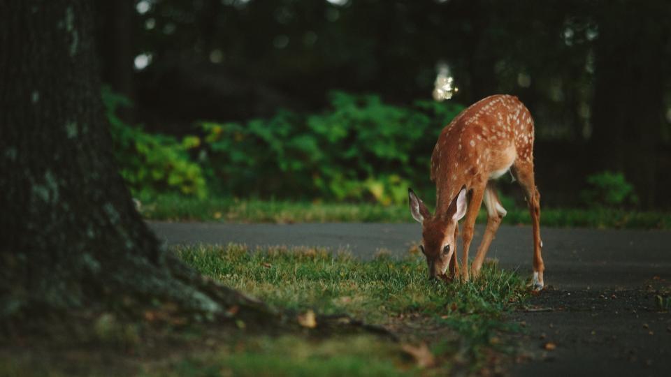 Deer Animal