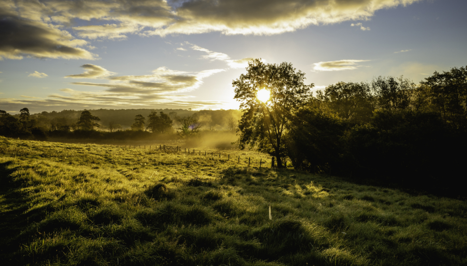Country Field