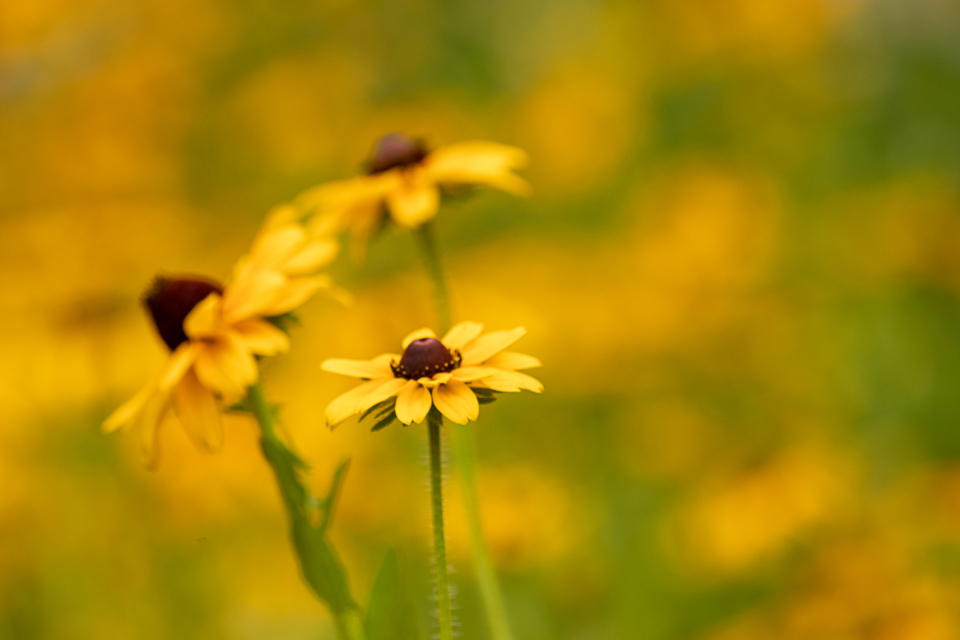 Flowers Garden