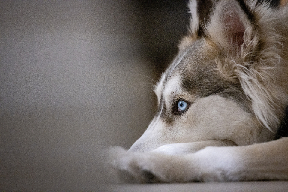 Husky Animal