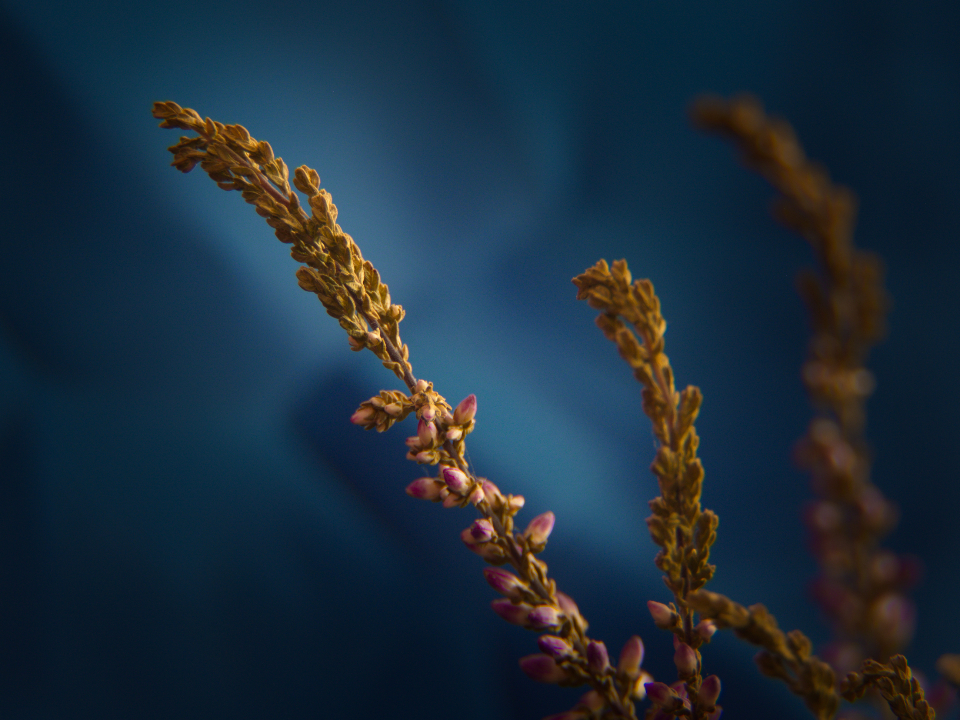 Heather Flowers