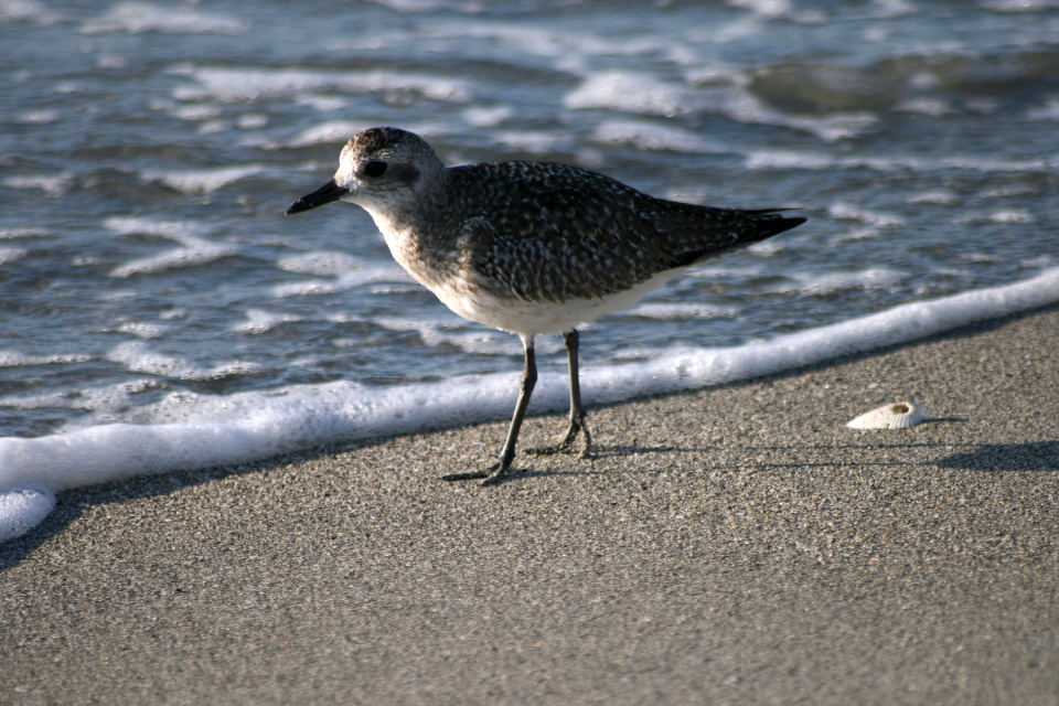 Bird Shore