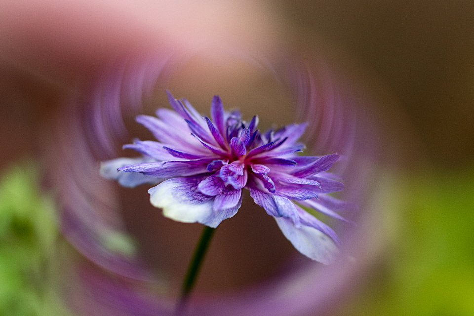 Abstract Flower