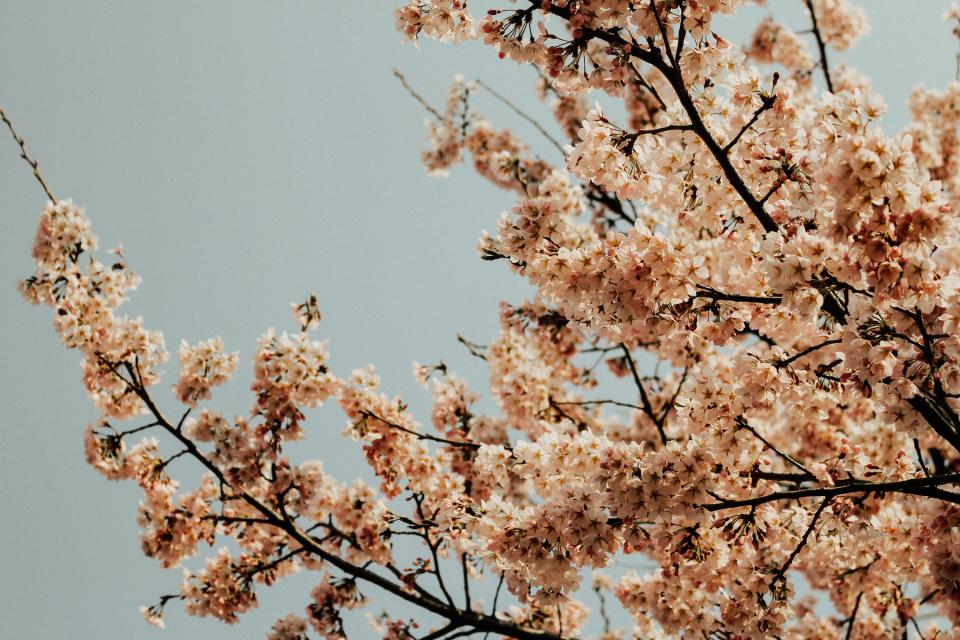 Nature Plants