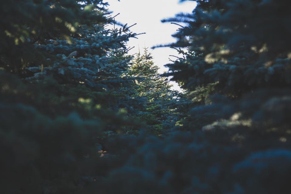 Green Trees