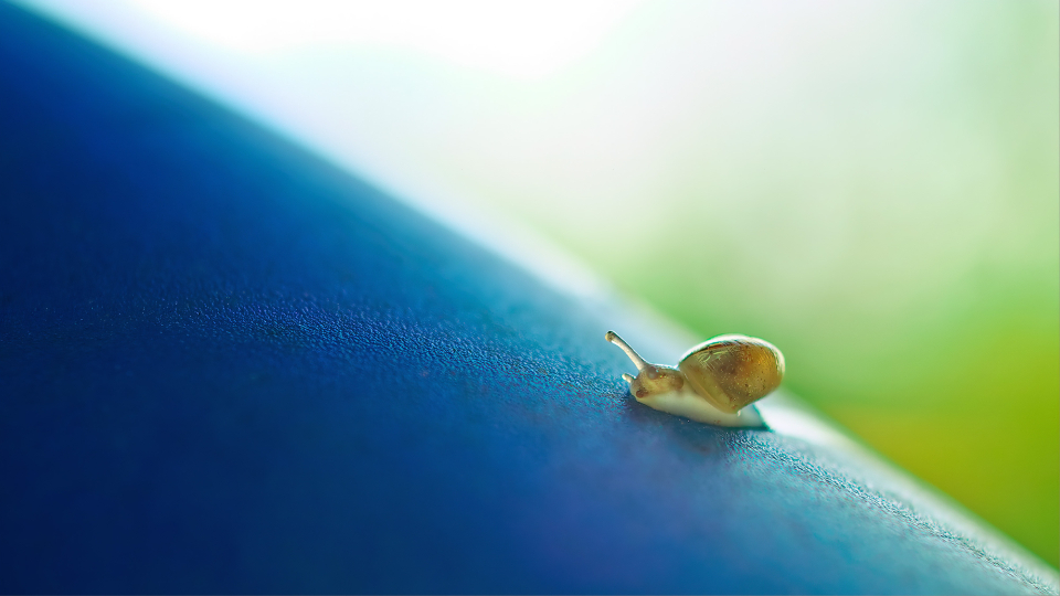 Small Snail