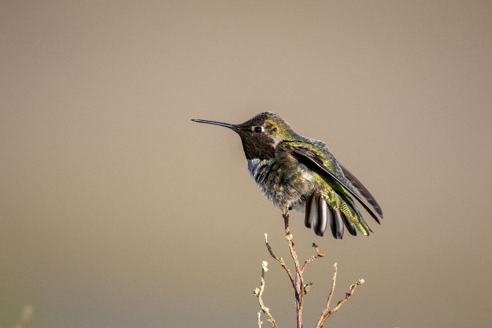 Bird Perched