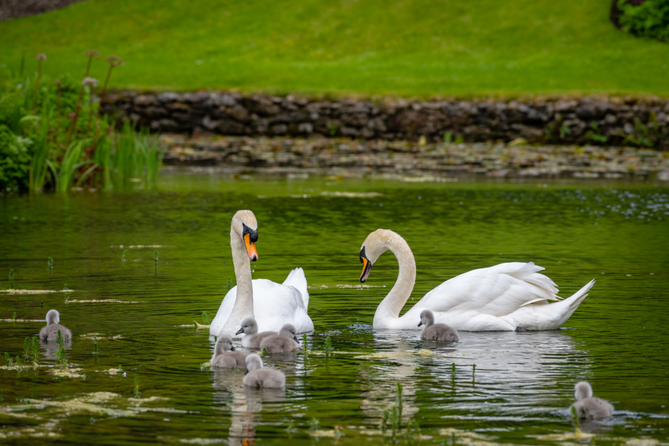 Swan Birds