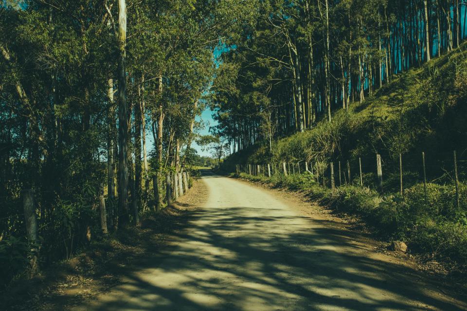 Nature Forests