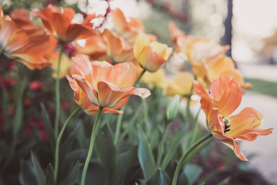 Flowers Garden