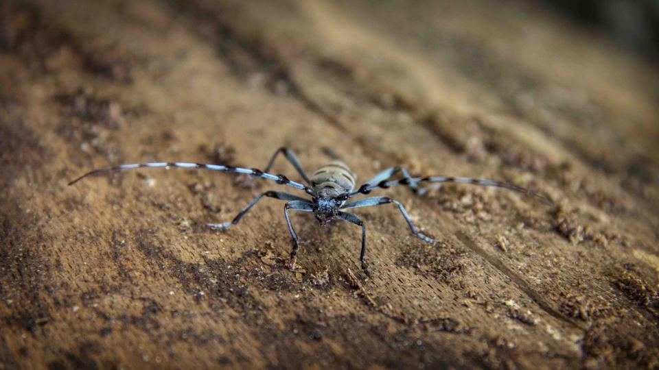 Animals Insects