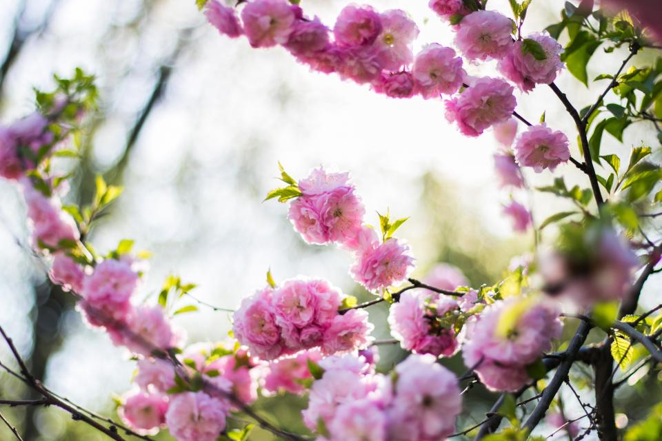 Pink Blossoms