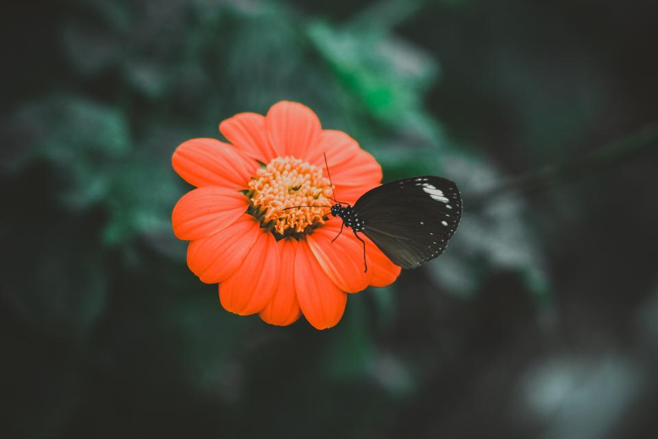 Orange Flower
